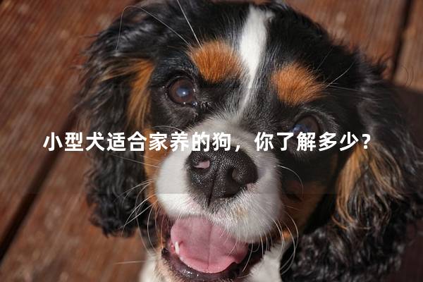 小型犬适合家养的狗,你了解多少? 小型犬适合家养的狗,你了解多少?
