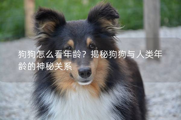 狗狗怎么看年龄？揭秘狗狗与人类年龄的神秘关系