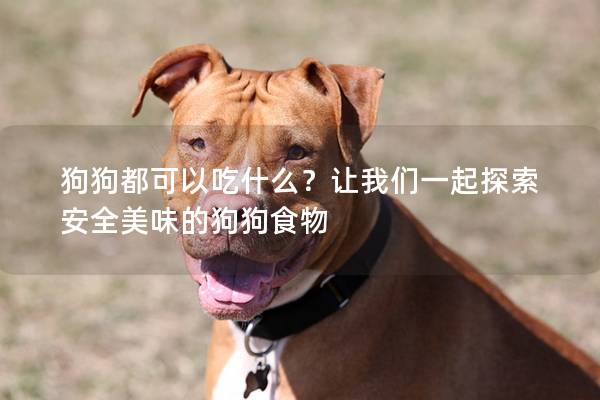 狗狗都可以吃什么？让我们一起探索安全美味的狗狗食物