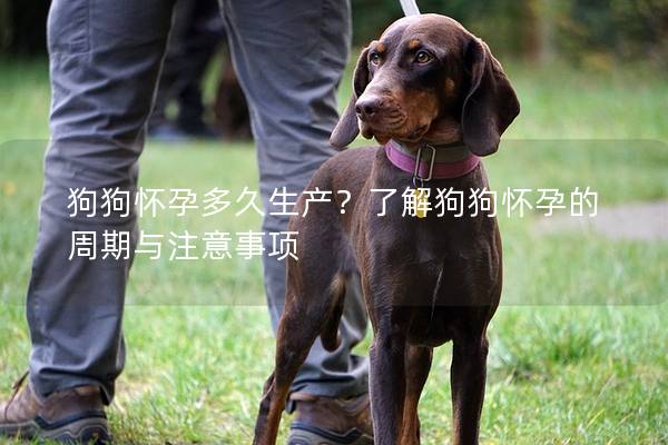 狗狗怀孕多久生产?了解狗狗怀孕的周期与注意事项 狗狗怀孕多久生产?了解狗狗怀孕的周期与注意事项
