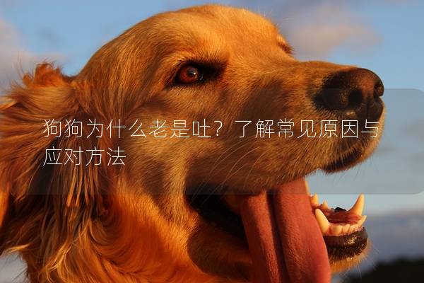 狗狗为什么老是吐?了解常见原因与应对方法 狗狗为什么老是吐?了解常见原因与应对方法