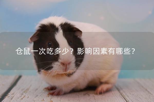 仓鼠一次吃多少？影响因素有哪些？