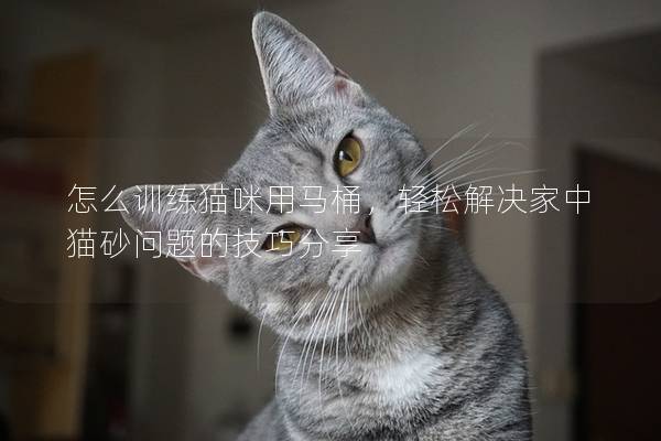 怎么训练猫咪用马桶，轻松解决家中猫砂问题的技巧分享