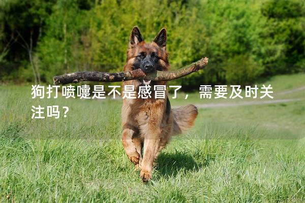 狗打喷嚏是不是感冒了,需要及时关注吗? 狗打喷嚏是不是感冒了,需要及时关注吗?