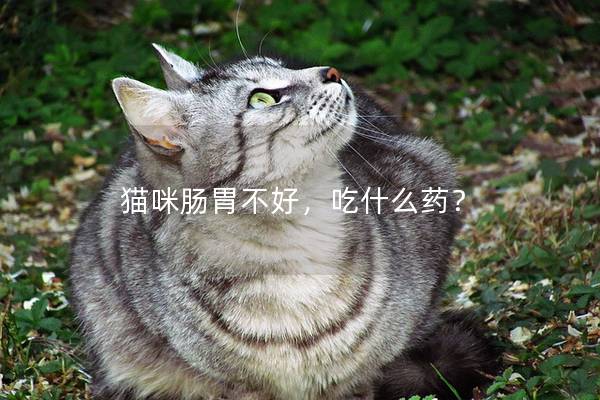 猫咪肠胃不好，吃什么药？
