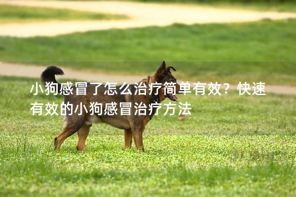 小狗感冒了怎么治疗简单有效？快速有效的小狗感冒治疗方法