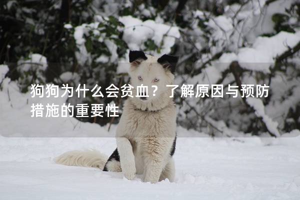 狗狗为什么会贫血?了解原因与预防措施的重要性 狗狗为什么会贫血?了解原因与预防措施的重要性