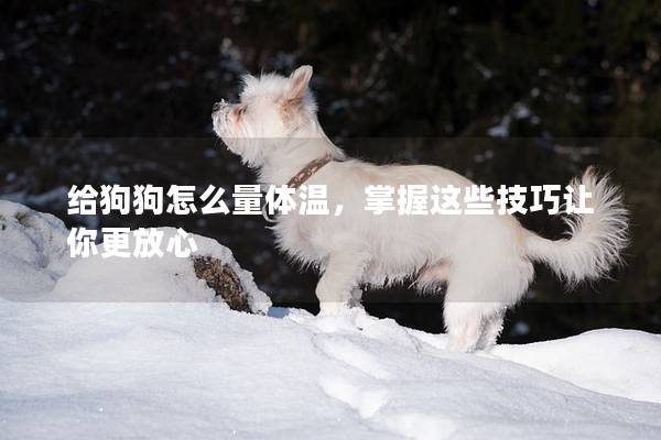 给狗狗怎么量体温，掌握这些技巧让你更放心