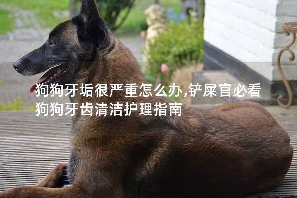 狗狗牙垢很严重怎么办,铲屎官必看狗狗牙齿清洁护理指南