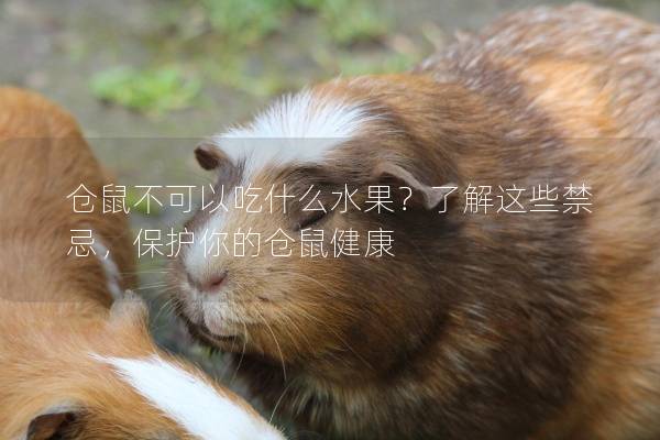 仓鼠不可以吃什么水果？了解这些禁忌，保护你的仓鼠健康