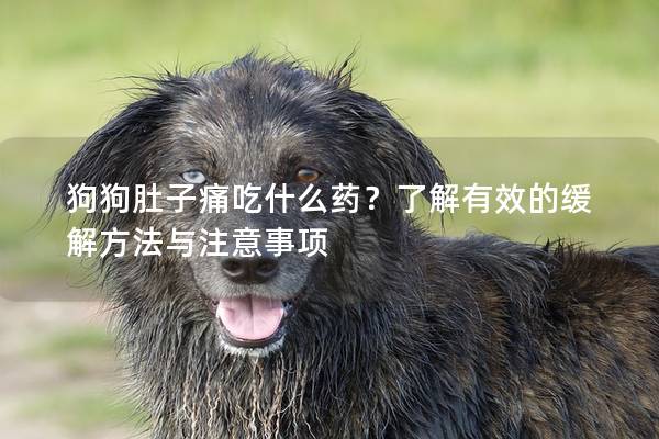 狗狗肚子痛吃什么药?了解有效的缓解方法与注意事项 狗狗肚子痛吃什么药?了解有效的缓解方法与注意事项