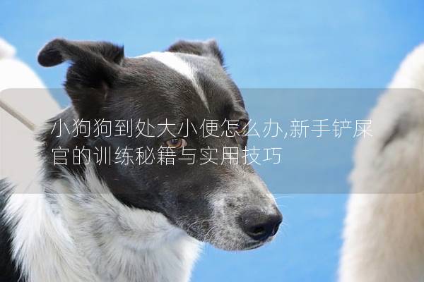 小狗狗到处大小便怎么办,新手铲屎官的训练秘籍与实用技巧