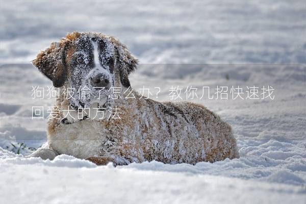 狗狗被偷了怎么办？教你几招快速找回爱犬的方法