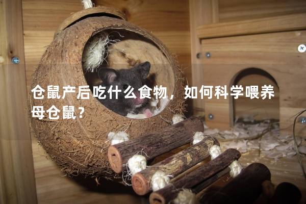 仓鼠产后吃什么食物，如何科学喂养母仓鼠？