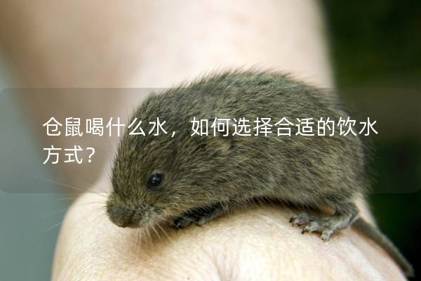 仓鼠喝什么水，如何选择合适的饮水方式？