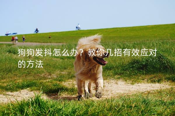 狗狗发抖怎么办?教你几招有效应对的方法 狗狗发抖怎么办?教你几招有效应对的方法