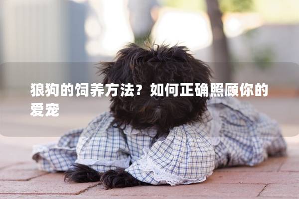 狼狗的饲养方法?如何正确照顾你的爱宠 狼狗的饲养方法?如何正确照顾你的爱宠
