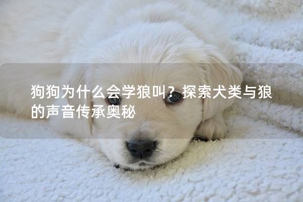 狗狗为什么会学狼叫？探索犬类与狼的声音传承奥秘