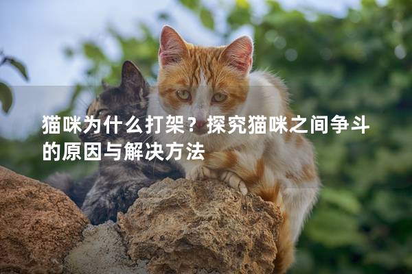 猫咪为什么打架？探究猫咪之间争斗的原因与解决方法