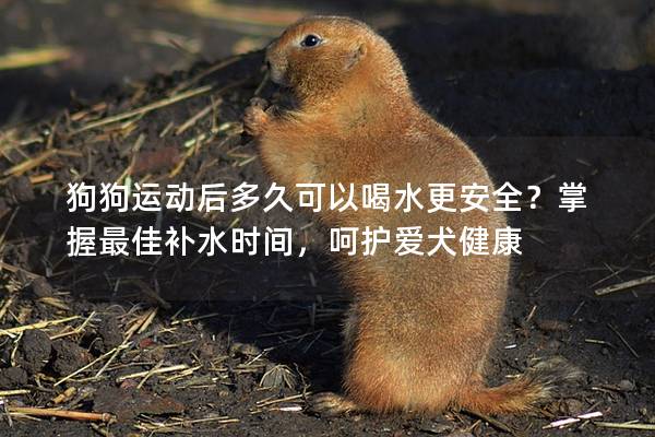 狗狗运动后多久可以喝水更安全？掌握最佳补水时间，呵护爱犬健康