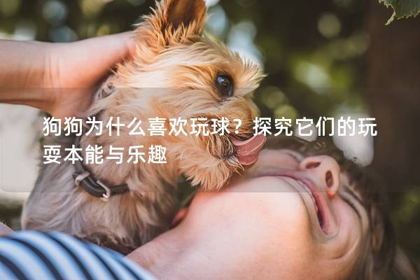 狗狗为什么喜欢玩球？探究它们的玩耍本能与乐趣
