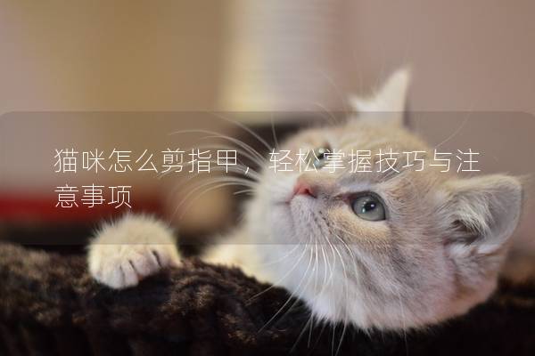 猫咪怎么剪指甲，轻松掌握技巧与注意事项