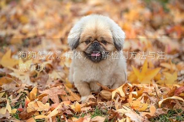 狗狗怎么测抗体,了解检测方法与注意事项 狗狗怎么测抗体,了解检测方法与注意事项