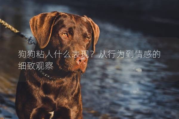 狗狗粘人什么表现？从行为到情感的细致观察