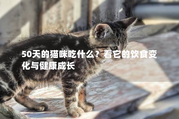 50天的猫咪吃什么？看它的饮食变化与健康成长