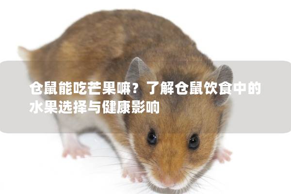 仓鼠能吃芒果嘛？了解仓鼠饮食中的水果选择与健康影响