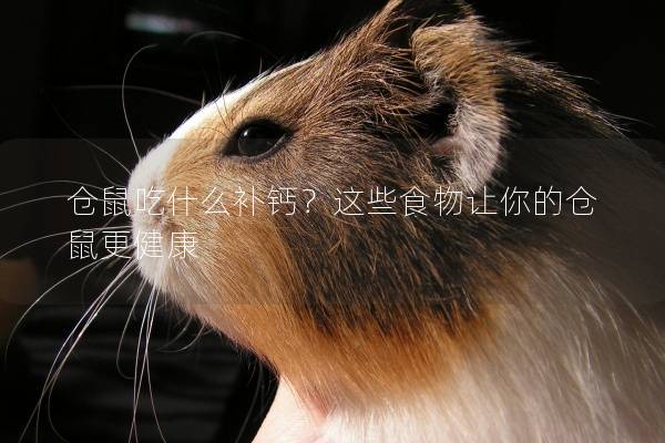 仓鼠吃什么补钙？这些食物让你的仓鼠更健康