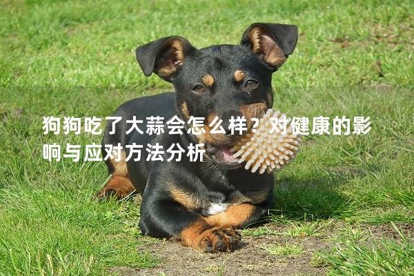 狗狗吃了大蒜会怎么样？对健康的影响与应对方法分析