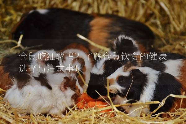 仓鼠吃红薯吗？了解仓鼠饮食的健康选择与注意事项