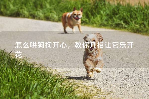 怎么哄狗狗开心，教你几招让它乐开花