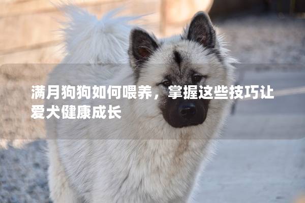 满月狗狗如何喂养,掌握这些技巧让爱犬健康成长 满月狗狗如何喂养,掌握这些技巧让爱犬健康成长