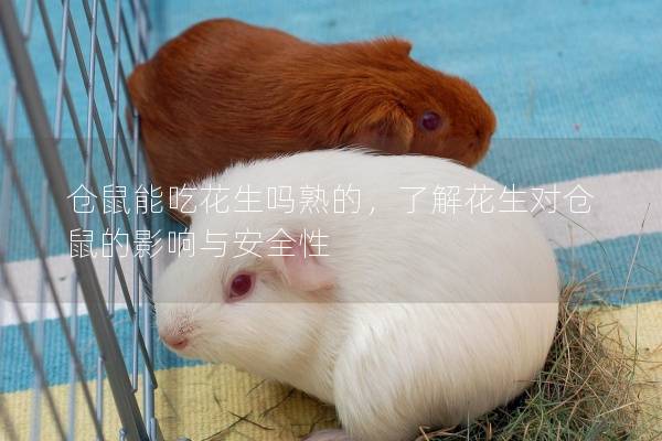 仓鼠能吃花生吗熟的，了解花生对仓鼠的影响与安全性