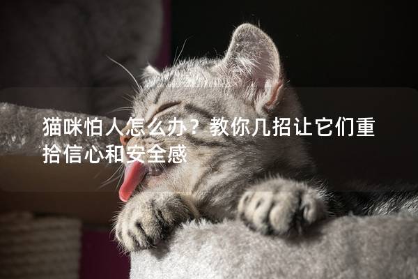 猫咪怕人怎么办？教你几招让它们重拾信心和安全感