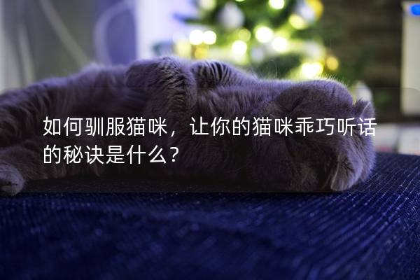 如何驯服猫咪，让你的猫咪乖巧听话的秘诀是什么？
