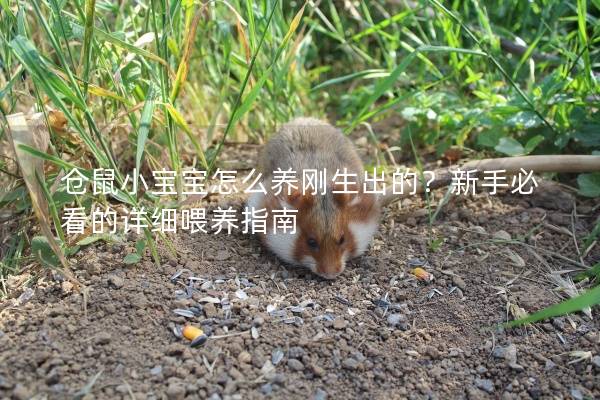 仓鼠小宝宝怎么养刚生出的？新手必看的详细喂养指南