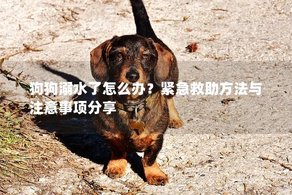 狗狗溺水了怎么办？紧急救助方法与注意事项分享