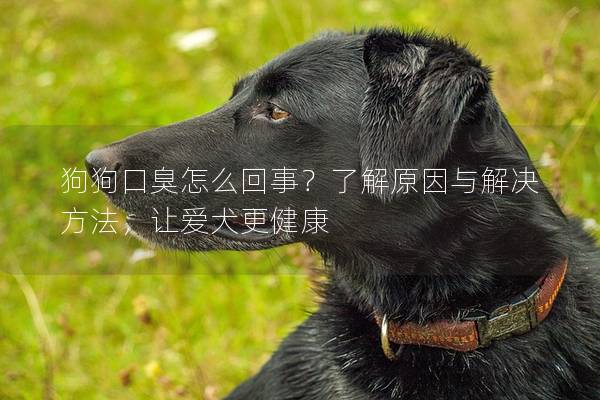狗狗口臭怎么回事？了解原因与解决方法，让爱犬更健康