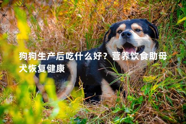 狗狗生产后吃什么好？营养饮食助母犬恢复健康