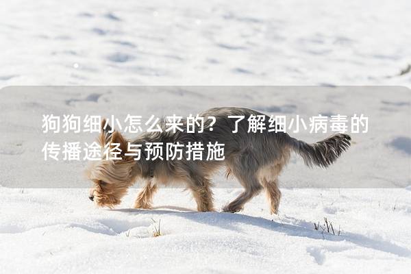 狗狗细小怎么来的？了解细小病毒的传播途径与预防措施