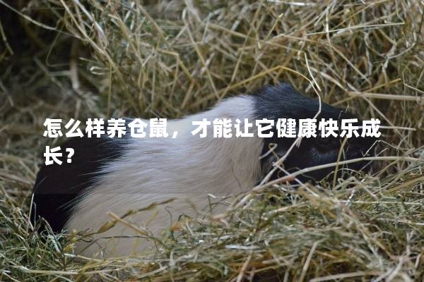 怎么样养仓鼠，才能让它健康快乐成长？