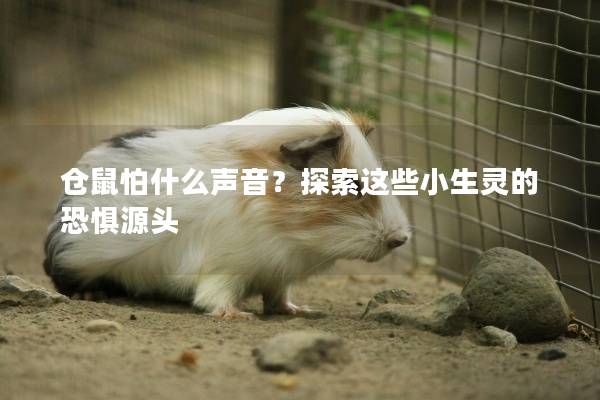 仓鼠怕什么声音？探索这些小生灵的恐惧源头
