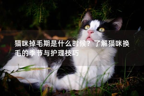 猫咪掉毛期是什么时候?了解猫咪换毛的季节与护理技巧 猫咪掉毛期是什么时候?了解猫咪换毛的季节与护理技巧