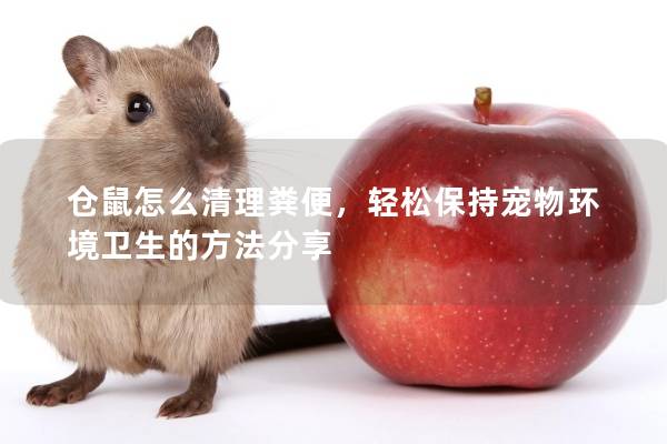 仓鼠怎么清理粪便，轻松保持宠物环境卫生的方法分享