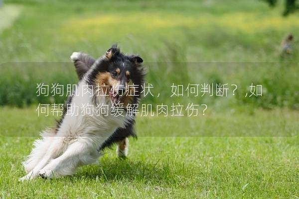 狗狗肌肉拉伤症状，如何判断？,如何帮助狗狗缓解肌肉拉伤？