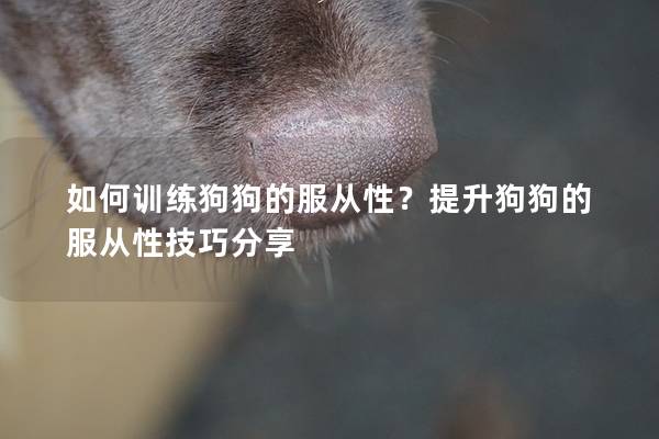 如何训练狗狗的服从性？提升狗狗的服从性技巧分享