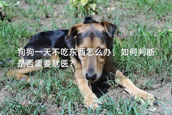 狗狗一天不吃东西怎么办，如何判断是否需要就医？